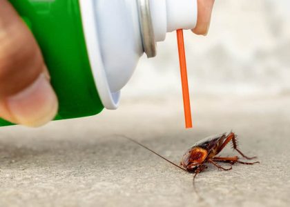 Safe Pest Control: Investing in the Future